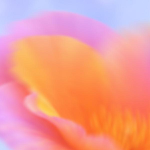 Mooncake Festival Celebration 2026