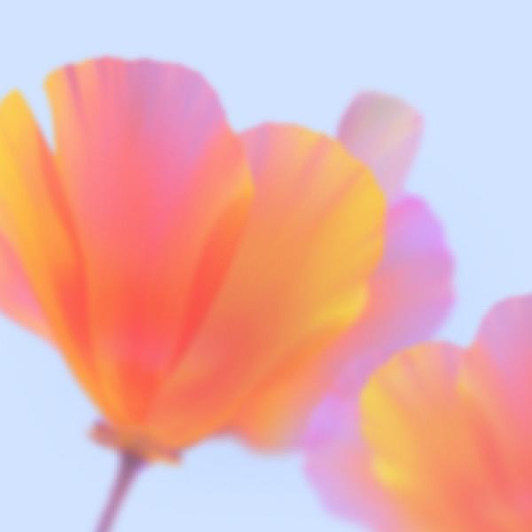 Kubah Frog Festival 2026