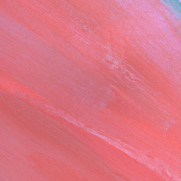 Rainforest Photography Workshop 2026